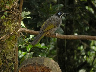 <i>Melidectes</i> Genus of birds