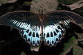 Blue Mormon, Papilio polymnestor.