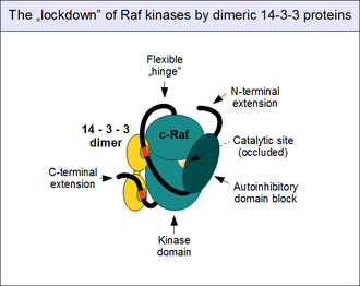 Artist's impression of the autoinhibited state of c-Raf, reinforced by the associated 14-3-3 protein dimers, bound to the phosphorylated twin motifs. C-Raf-14-3-3-complex.png