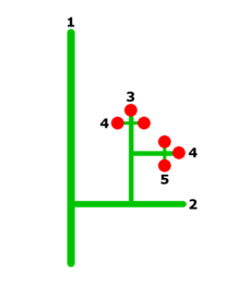 Diagram showing a large branch, numbered 1, with a secondary branch numbered 2, which in turn produces tertiary branches numbered 3 smaller sub-branches numbered 4, one of which in turn produces a side branch numbered 5. Flowers appear at the ends of branches numbered 3, 4, and 5