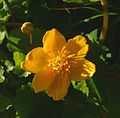 Fleur de populage des marais.