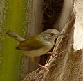 Grey-backed Camaroptera  (Camaroptera brevicaudata, cat. )