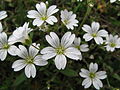 Høsnagras (Cerastium)