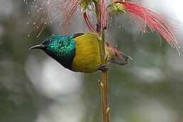 Саїманга зеленовола (Hedydipna collaris)