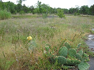 <span class="mw-page-title-main">Couchville Cedar Glade State Natural Area</span> State natural area in Tennessee, US