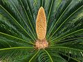 "cone and foliage"