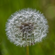 Fröställning av fullblommad maskros