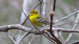 <span class="mw-page-title-main">Pine warbler</span> Species of bird