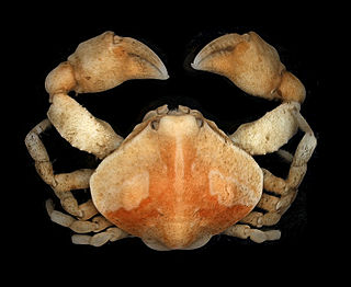 <i>Ebalia</i> Genus of crabs