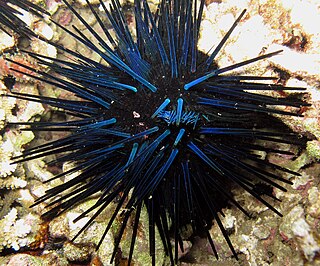 <i>Echinothrix diadema</i> Species of sea urchin