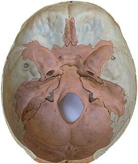 Endocranium The lower and inner parts of the skull