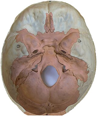 <span class="mw-page-title-main">Endocranium</span> The lower and inner parts of the skull