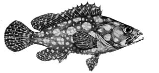 <i>Epinephelus ongus</i> Species of fish