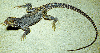 Baja California leopard lizard Species of lizard