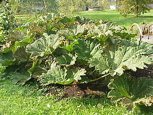 Mammutgunnera.