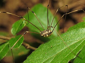 Opiliones, or daddy-long-legs. Harvestman (28564423976).jpg