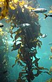 蒙特瑞灣水族館展示的海藻林