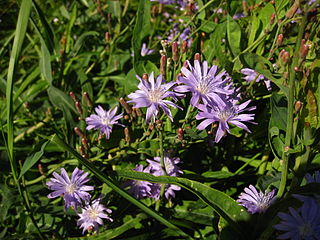 <i>Lactuca tatarica</i> Species of lettuce