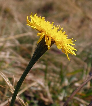 <i>Leontodon pyrenaicus</i> Species of flowering plant