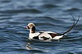 Long-tailed duck (male) Clangula hyemalis havlit