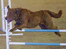 A Chesapeake Bay Retriever competing in agility MACH Chesapeake.jpg