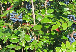 <i>Berberis aquifolium</i> Species of flowering plant