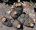 Mammillaria dioica