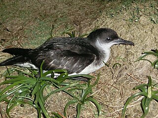 <span class="mw-page-title-main">Manx shearwater</span> Species of bird