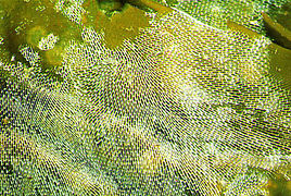 Membranipora membranacea (Membraniporidae).