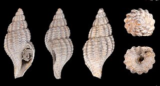 <i>Mohnia carolinensis</i> Species of gastropod