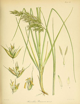 <i>Anthoxanthum brunonis</i> Species of grass