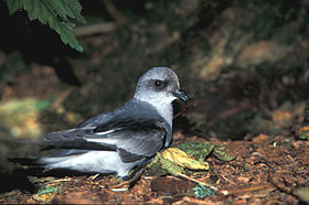 Oceanodroma furcata