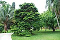 Exemplar na entrada do Jardim Botânico de São Paulo