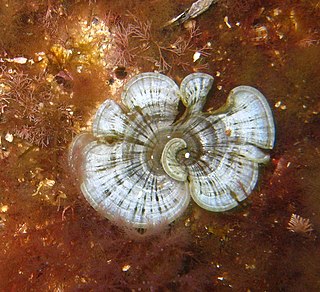 <i>Padina pavonica</i> Species of brown alga