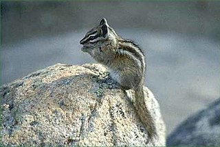 <span class="mw-page-title-main">Palmer's chipmunk</span> Species of rodent