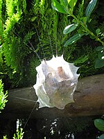 Palystes castaneus egg purse