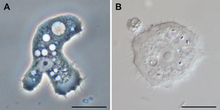 <span class="mw-page-title-main">Discosea</span> Class of amoebae