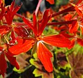 Pelargonium 'Vancouver Centennial'