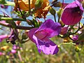 Penstemon spectabilis