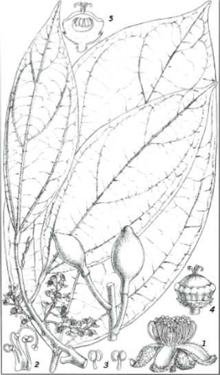 <span class="mw-page-title-main">Peridiscaceae</span> Family of flowering plants in the order Saxifragales