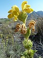 Phlomis lychnitis