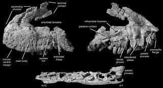 <i>Polonosuchus</i> Extinct genus of reptiles