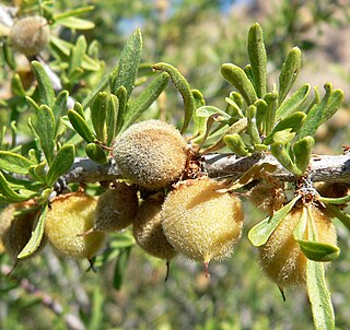 <i>Prunus fasciculata</i> Species of tree