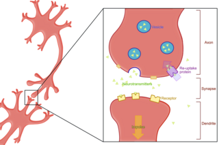 <span class="mw-page-title-main">Reuptake</span> Reabsorption of a neurotransmitter by a neurotransmitter transporter