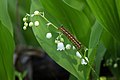 * Nomination Euthrix potatoria at lily of the valley. By User:Ireena -- Kruusamägi 02:21, 19 June 2018 (UTC) * Promotion Good quality. --Uoaei1 04:07, 19 June 2018 (UTC)