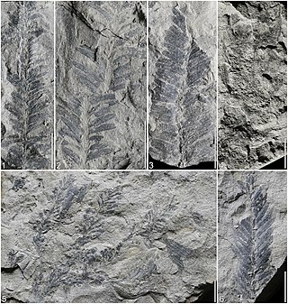 <span class="mw-page-title-main">Palissyales</span> Extinct order of conifers