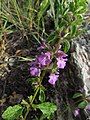 Stachys neurocalycina