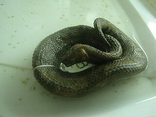 <i>Trachyboa</i> Genus of snakes