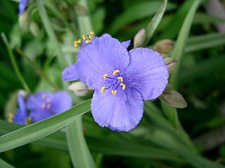 <i>Tradescantia ohiensis</i> Species of flowering plant