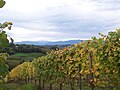 À Monein (Jurançon), les vignes, conduites en hautains, sont orientées face aux Pyrénées (France)